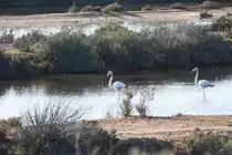 Flamingos in der Ria Formosa (OLH�O, Distrikt Faro/Portugal, 10.03.2022)