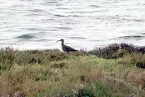 Gro�er Brachvogel in der Ria Formosa; fotografiert von einem allgemein zugelassenen Standort (OLH�O, Distrikt Faro/Portugal, 18.03.2022)