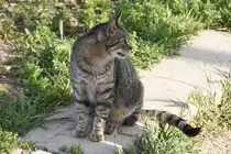 Katze am Rio Guadiana (VILA REAL DE SANTO ANT�NIO, Distrikt Faro/Portugal, 22.03.2022)