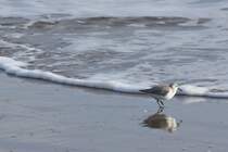 Sanderling an der Praia da Ponta da Areia (VILA REAL DE SANTO ANTNIO, Distrikt Faro/Portugal, 22.03.2022)