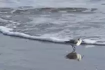 Sanderling an der Praia da Ponta da Areia (VILA REAL DE SANTO ANT�NIO, Distrikt Faro/Portugal, 22.03.2022)