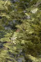 Teichfr�sche in den Rieselfeldern, einem Europ�ischen Vogelschutzgebiet in der Gr��e von 4,3 km� (M�NSTER/Deutschland, 02.06.2022)