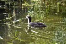 evtl. ein Jungvogel einer G�nseart in den Rieselfeldern (M�NSTER/Deutschland, 02.06.2022)
