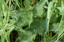 Blaue Federlibelle in den Rieselfeldern (M�NSTER/Deutschland, 02.06.2022)