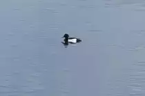 Reiherente in den Rieselfeldern (M�NSTER/Deutschland, 02.06.2022)