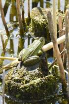 Teichfrosch in den Rieselfeldern, einem Europischen Vogelschutzgebiet in der Gre von 4,3 km (MNSTER/Deutschland, 02.06.2022)