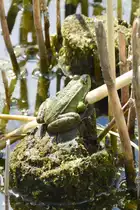 Teichfrosch in den Rieselfeldern, einem Europ�ischen Vogelschutzgebiet in der Gr��e von 4,3 km� (M�NSTER/Deutschland, 02.06.2022)