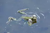 Teichfrosch in den Rieselfeldern, einem Europ�ischen Vogelschutzgebiet in der Gr��e von 4,3 km� (M�NSTER/Deutschland, 02.06.2022)