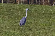 Der Graureiher hat mich voll im Blick und vergr��ert langsam und ohne Hast den Abstand zu mir.  14.02.2023