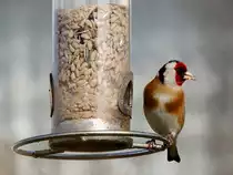 Stieglitz (Carduelis carduelis), oder auch Distelfink labt sich mit an einer mit K�rnern gef�llten Futters�ule; 230303
