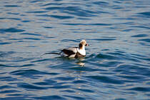 Eine Eisente auf der Ostsee zwischen auf- u. abtauchen aufgenommen. - 06.03.2023