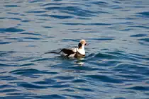 Eine Eisente auf der Ostsee zwischen auf- u. abtauchen aufgenommen. - 06.03.2023