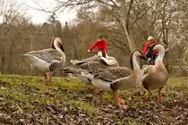 Wenig beeindruckt zeigt sich das Wildg�nsequintett vom Radlerduo und vom Fotografen am 18.03.2023 bei Ludwigsburg. 