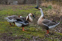 Wildgnsetrio am 18.03.2023 am Neckar bei Ludwigsburg.