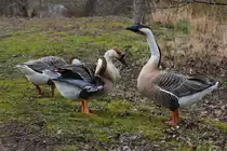 Wildg�nsetrio am 18.03.2023 am Neckar bei Ludwigsburg.