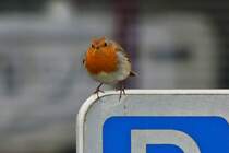Rotkehlchen hat sich kurz auf einem Parkplatz Schild Platz genommen. 03.2023