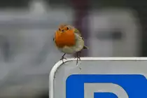 Rotkehlchen hat sich kurz auf einem Parkplatz Schild Platz genommen. 03.2023