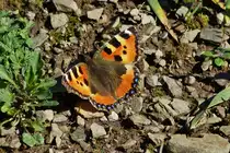 Kleiner Fuchs landet auf dem Fu�weg vor mir. 04.2023