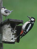 Na Kumpel? Unser Haus- und Hofbuntspecht ist mal wieder zugegen und zeigt Interesse am Artgenossen aus Kunststoff. (Hattingen, Mai 2023)