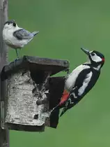 Na Kumpel? Unser Haus- und Hofbuntspecht ist mal wieder zugegen und zeigt Interesse am Artgenossen aus Kunststoff. (Hattingen, Mai 2023)