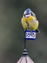 Eine Meise pausiert auf der Spitze unseres kleinen Leuchtturmes. (Hattingen, April 2023)