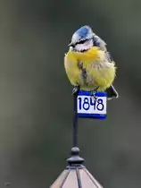 Eine Meise pausiert auf der Spitze unseres kleinen Leuchtturmes. (Hattingen, April 2023)