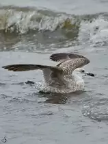 Eine Silberm�we kurz nach der Landung in der Ostsee. (Priwall, Mai 2023)