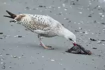 Fressen und gefressen werden - eine M�we labt sich an einen Artgenossen. (Priwall, Mai 2023)