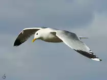 Anfang Mai 2023 war in Priwall diese M�we im Flug zu sehen.