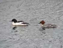 Ein G�nses�gerp�rchen zieht Anfang Mai 2023 eine Runde im Passathafen von Priwall.