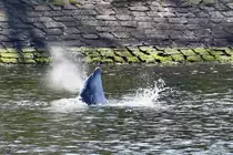 Ostseeurlaub und Delfinbegegnung - wer konnte damit rechnen. (Travem�nde, April 2023)