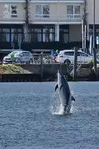 Ende April 2023 war der Travem�nder Haus- und Hofdelfin  Delle  zu ein paar Kunstst�cken bereit.