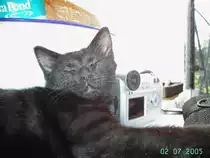 Ist das nicht unbequem? - unsere Katze  Sunny  liebt ungew�hnliche Schlafpl�tze - 02.07.2005
