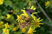 Sechsfleck-Widderchen auf der Halbinsel s�dlich von Syrakus auf Sizilien am 14.11.2022