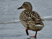 Eine weibliche Stockente watschelt den Strand entlang. (Priwall, Mai 2023)