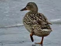 Eine weibliche Stockente watschelt den Strand entlang. (Priwall, Mai 2023)