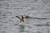 Ein Stockentenprchen im Landeanflug. (Priwall, Mai 2023)