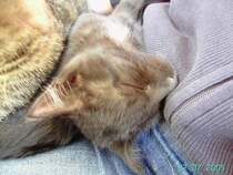 Friedlicher Schlummer zur Mittagsstunde - 02.07.2005