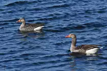 Zwei Graug�nse schwimmen auf der Trave, so gesehen Anfang Mai 2023 in Priwall.