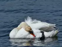 Ein H�ckerschwan reinigt sein Gefieder. (Priwall, Mai 2023)
