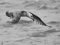 Anfang Mai 2023 war in Priwall diese Silberm�we im Flug zu sehen.