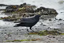 Eine Saatkr�he am Ostseestrand. (Priwall, Mai 2023)