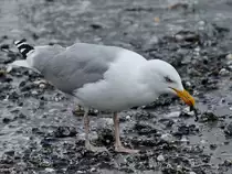 Eine M�we auf Nahrungssuche, so gesehen im Mai 2023 am Strand von Priwall.