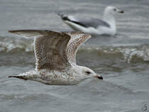 Mwen auf und ber der Ostsee. (Priwall, Mai 2023)