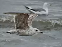 M�wen auf und �ber der Ostsee. (Priwall, Mai 2023)