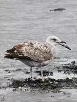 Anfang Mai 2023 hat diese M�we eine Muschel am Strand von Priwall gefunden.