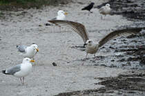 Mwen auf Nahrungssuche am Ostseestrand von Priwall. (Mai 2023)