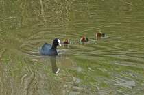 Blsshuhn Familie steuert geradewegs auf uns zu. 05.2023