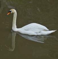 Hckerschwan dreht gemtlich seine Runden auf dem kleinen Fluss. 05.2023