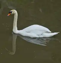 H�ckerschwan dreht gem�tlich seine Runden auf dem kleinen Fluss. 05.2023
